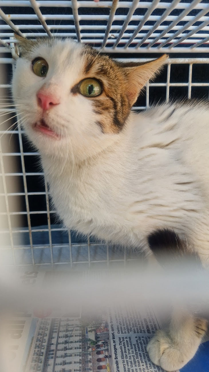 Female Neutering - 0098