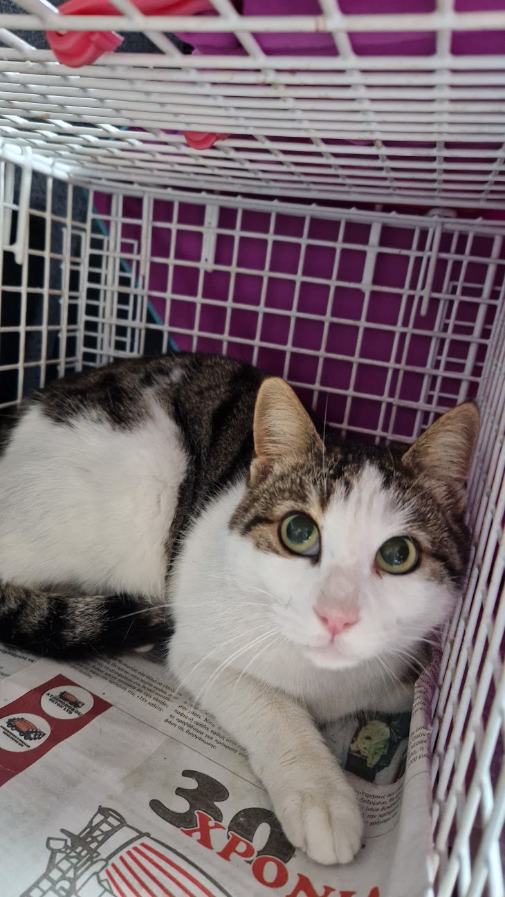 Female Neutering - 0100