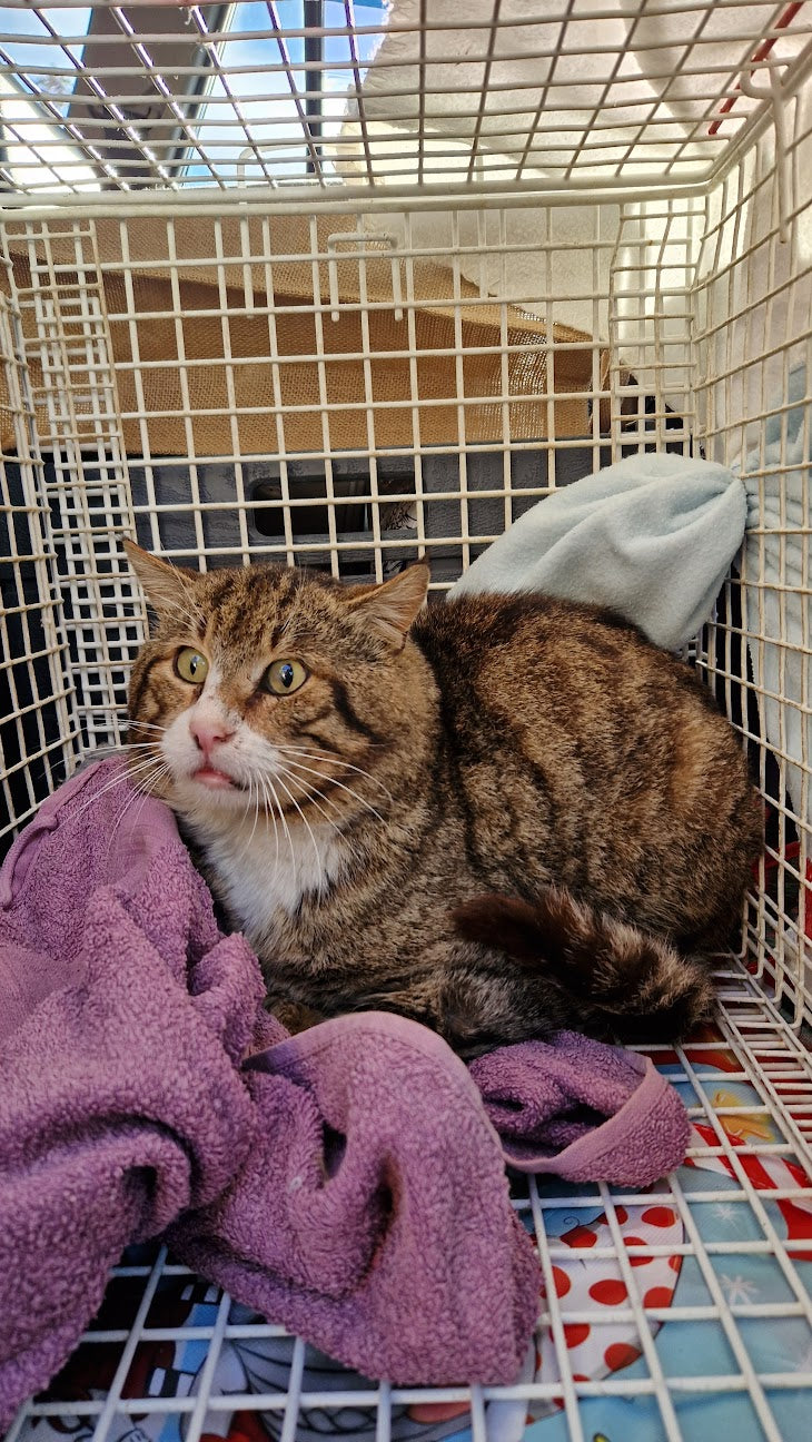 Male Neutering - 0102