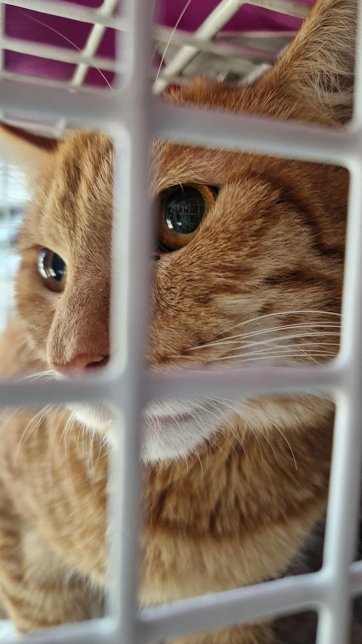 Female Neutering - 0103