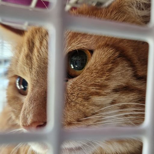 Female Neutering - 0103