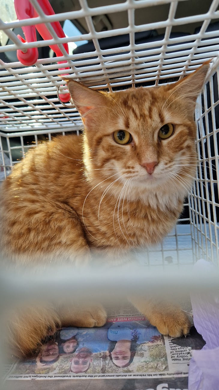 Female Neutering - 0104