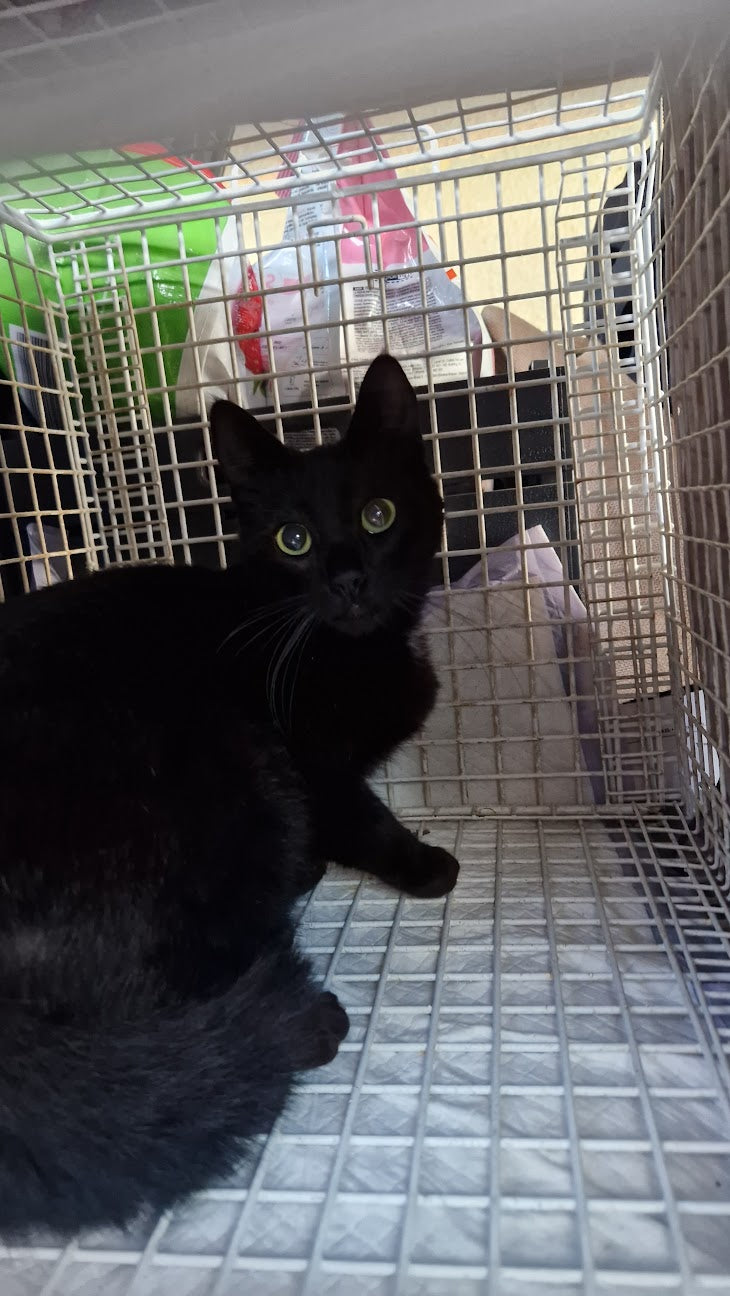 Female Neutering - 0105