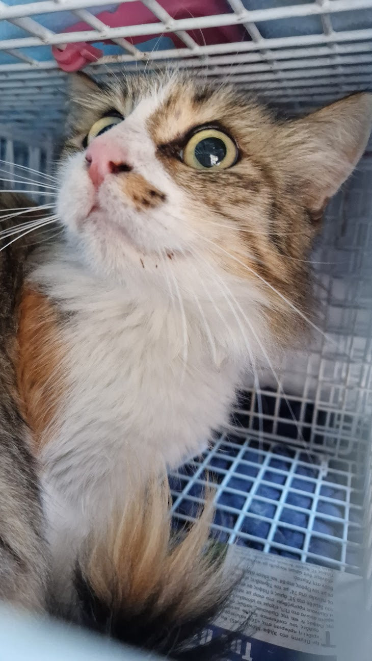 Female Neutering - 0106