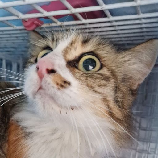 Female Neutering - 0106