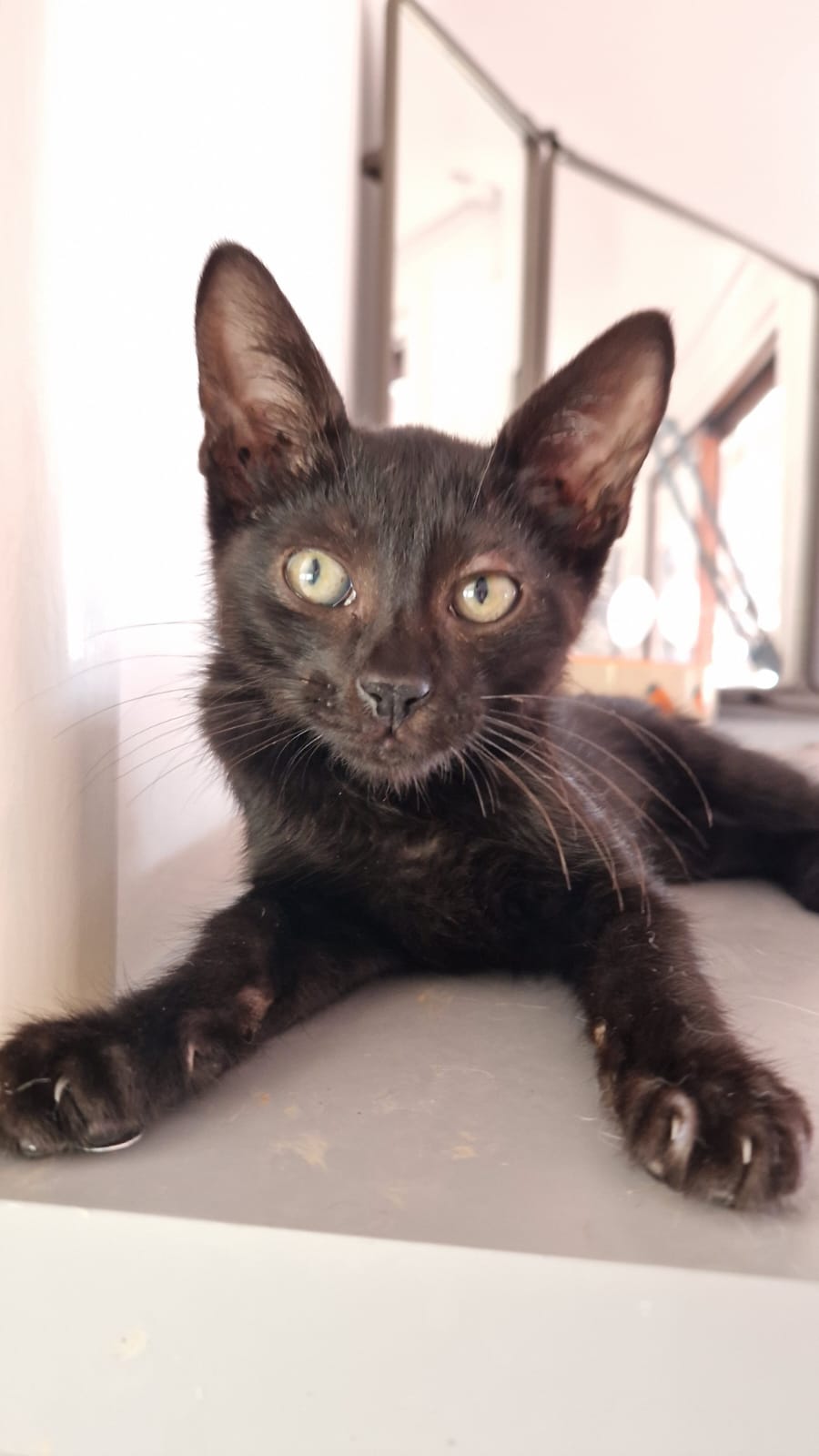 Kitten First Vaccination - NERO
