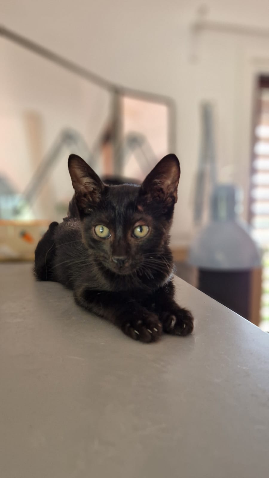 Kitten First Vaccination - NERO
