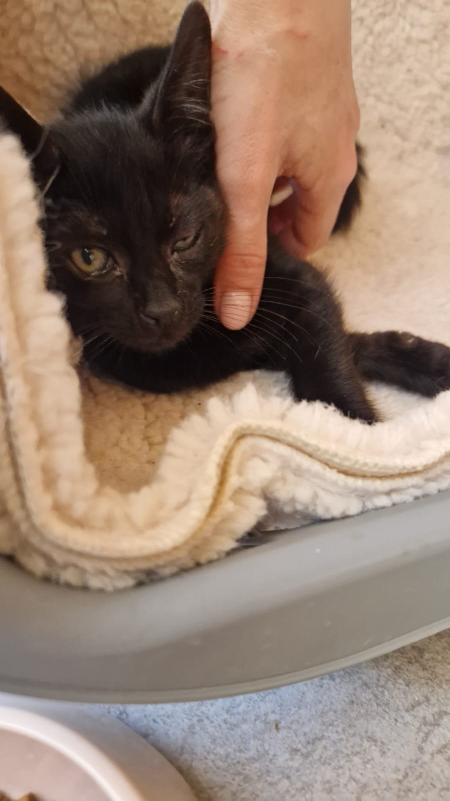 Kitten First Vaccination - NERO