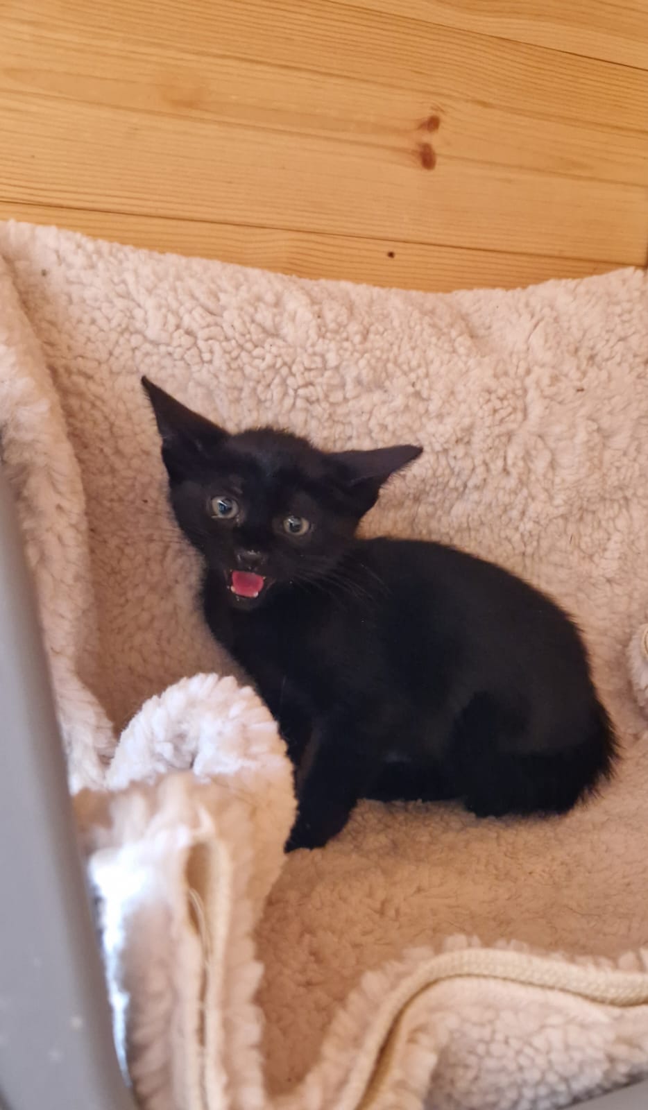 Kitten First Vaccination - NERO