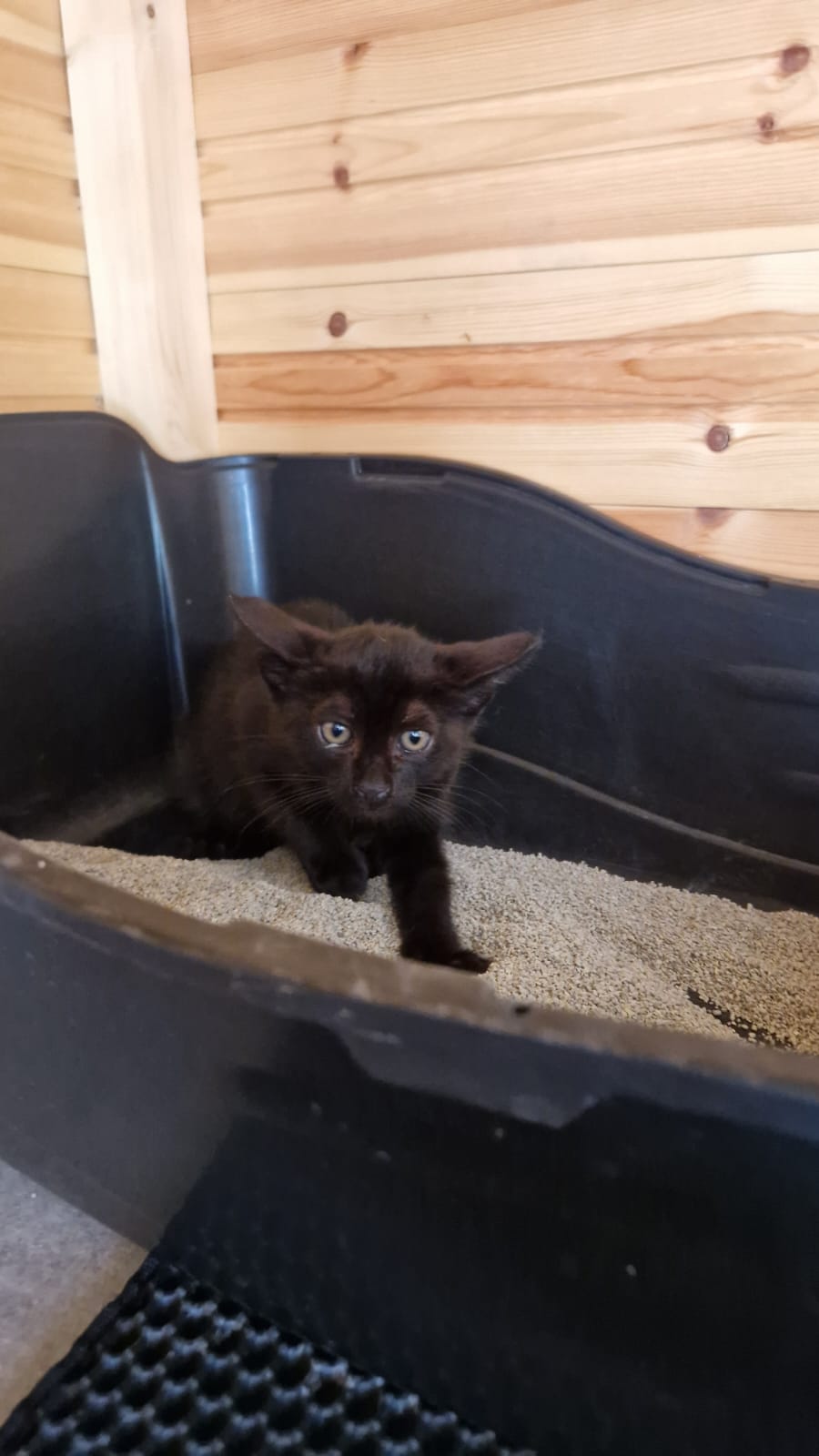 Kitten First Vaccination - NERO