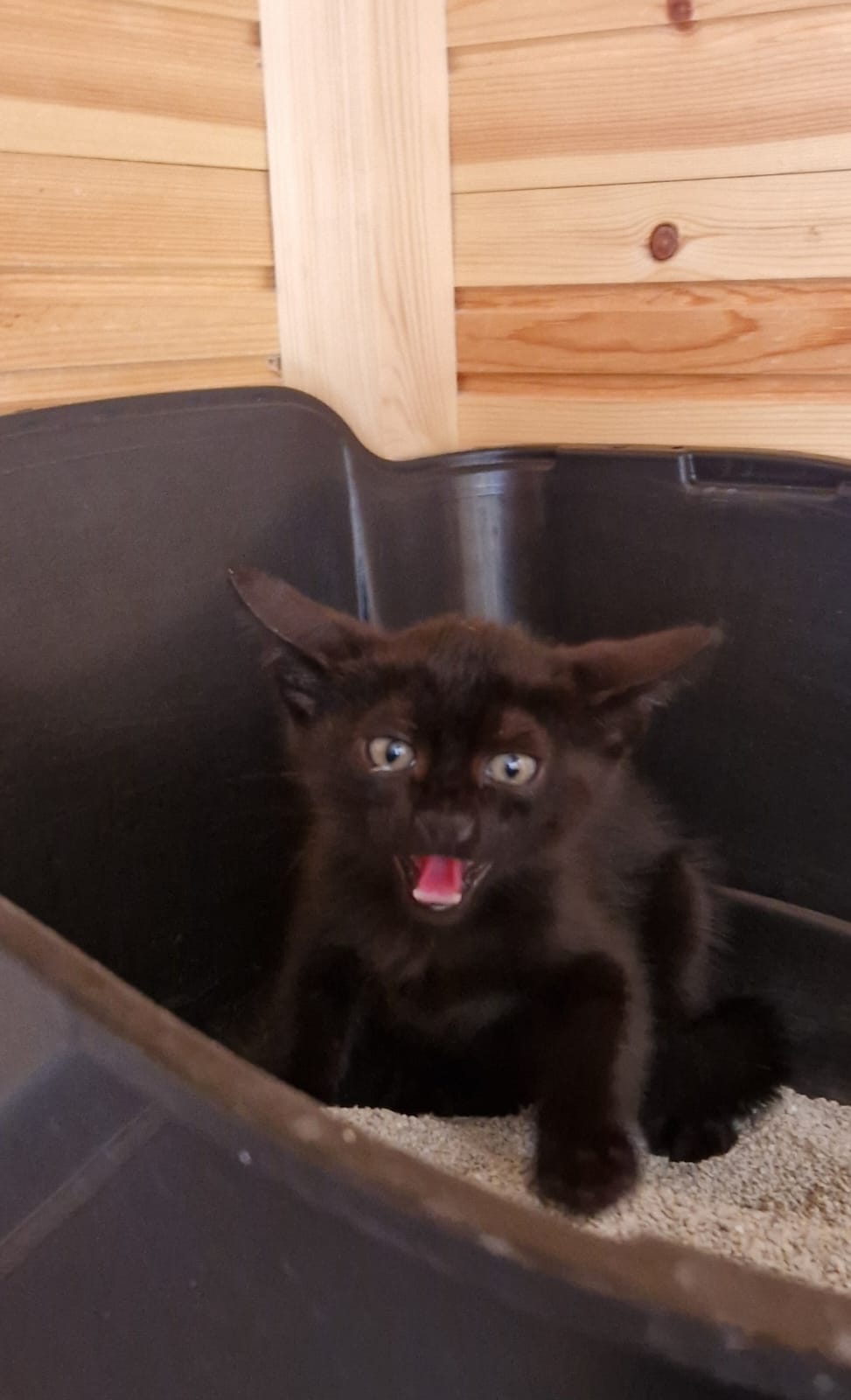 Kitten First Vaccination - NERO