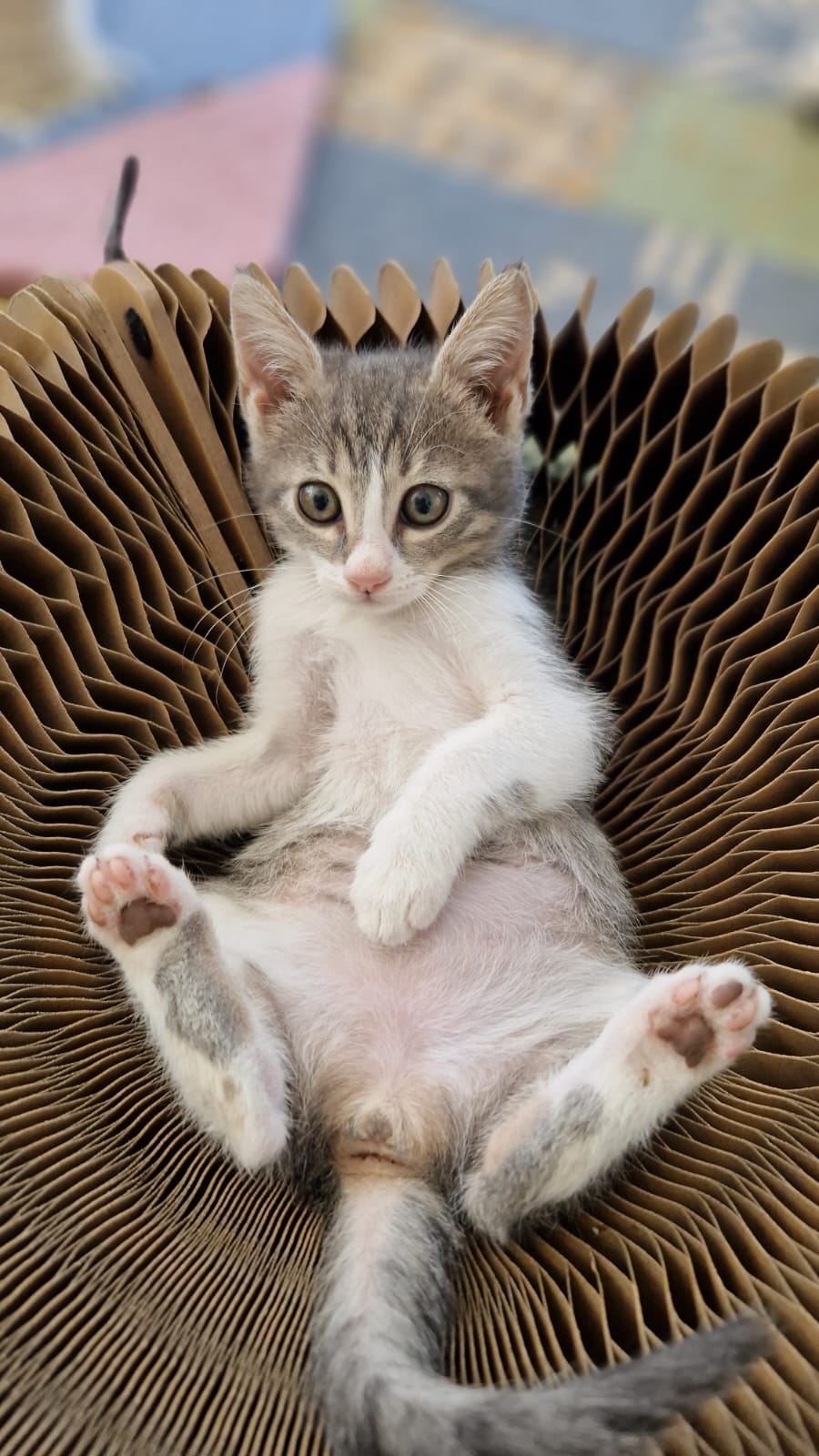 Kitten First Vaccination - TESSA