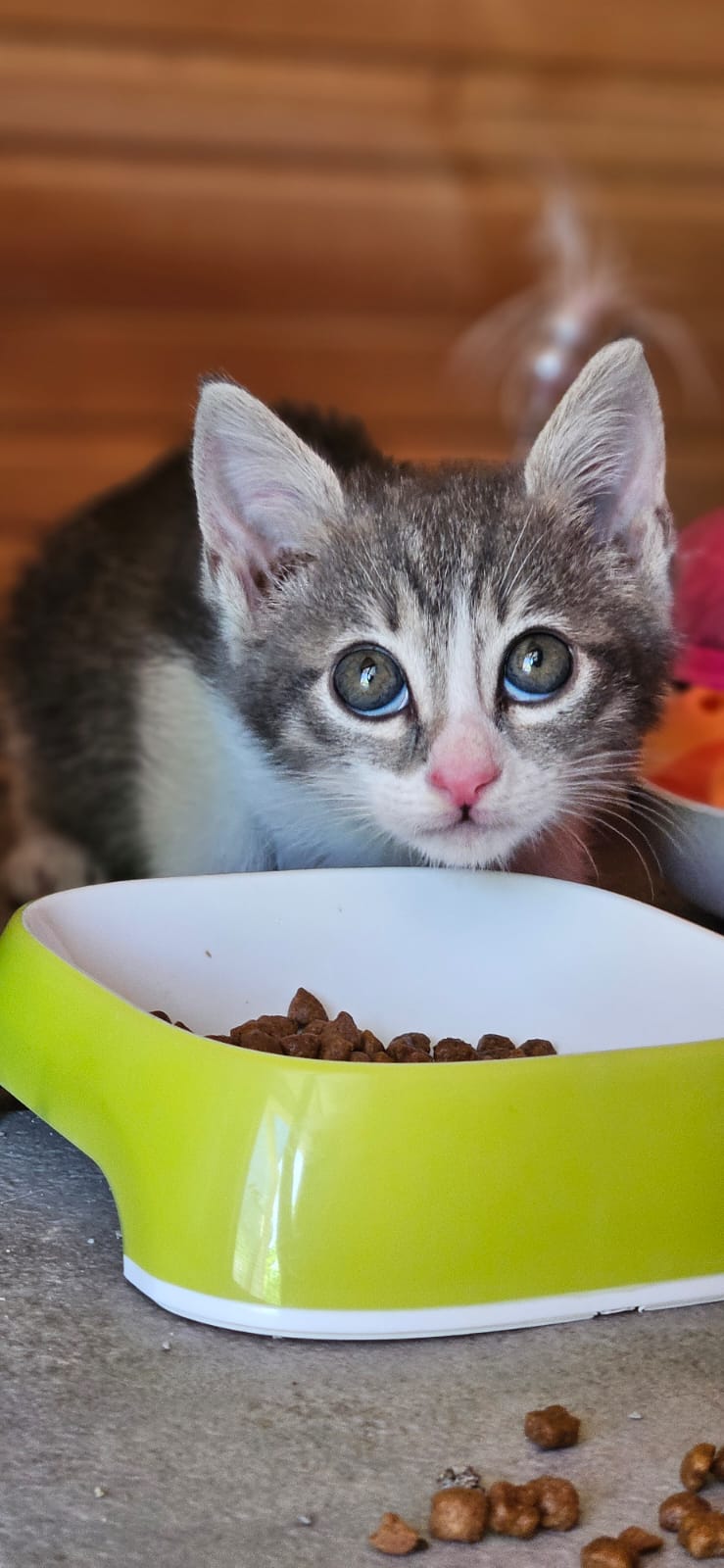 Kitten First Vaccination - TESSA