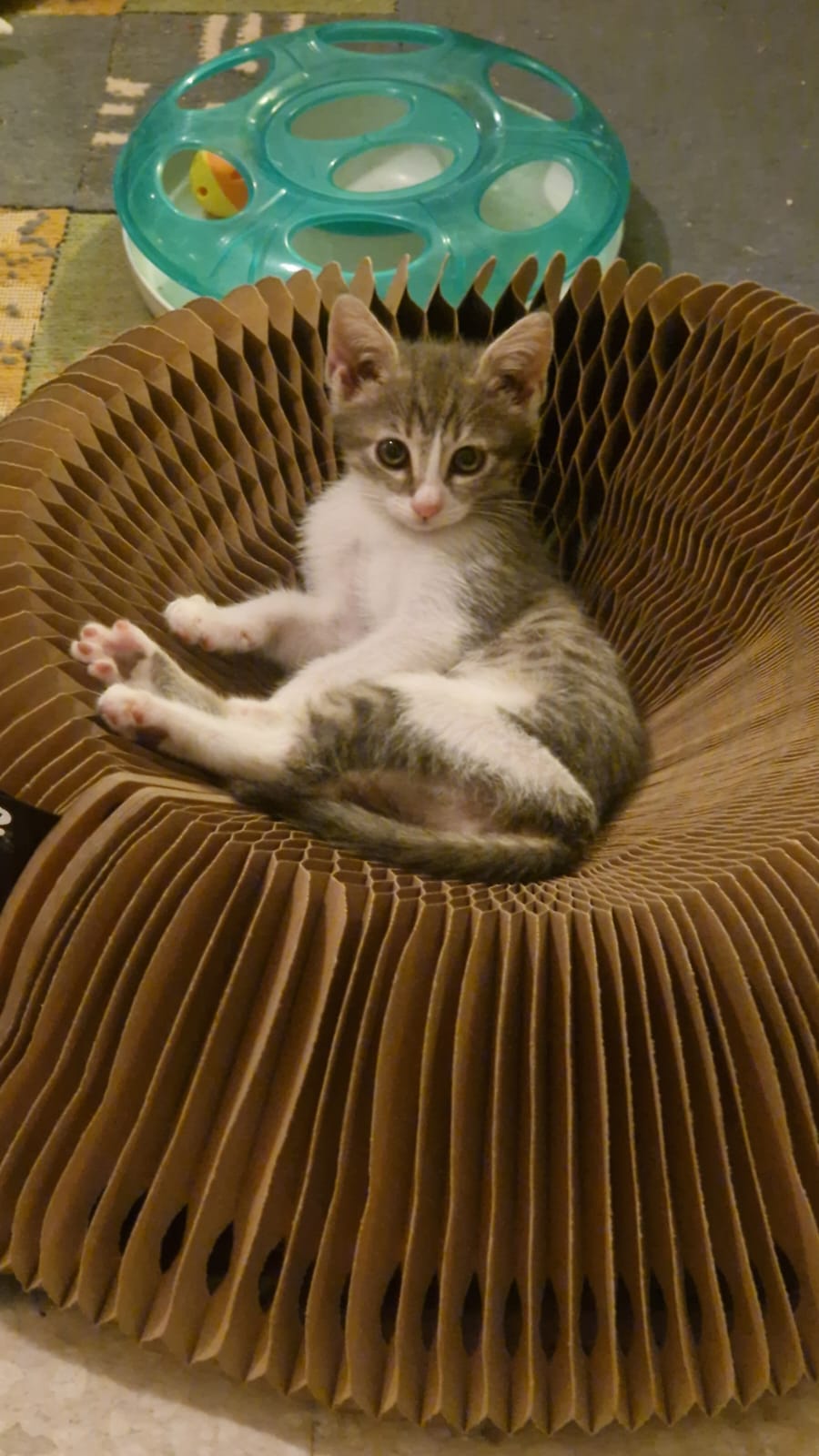 Kitten First Vaccination - TESSA