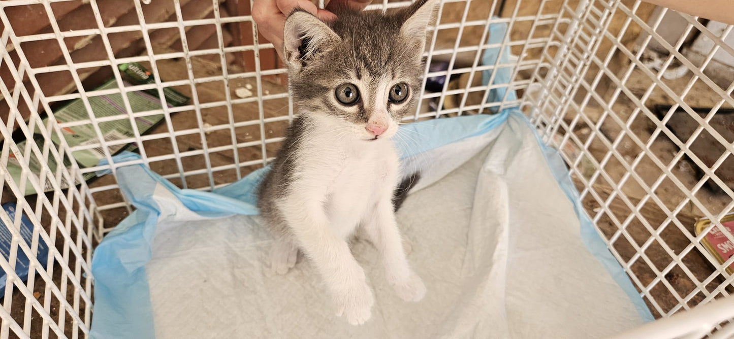 Kitten First Vaccination - TESSA