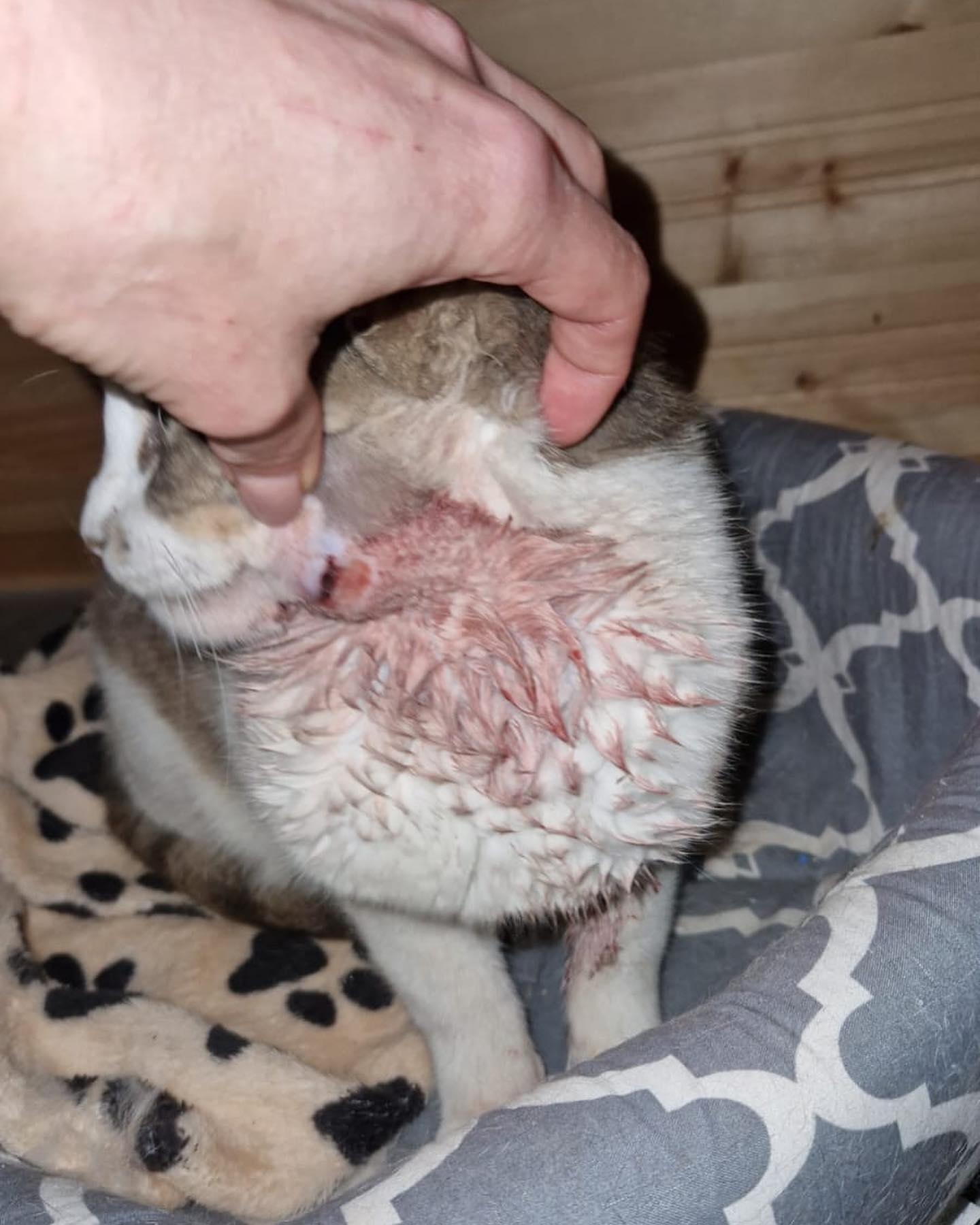 Veterinary Care - MR GREY 3.0