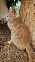 Male Neutering - ZIGGY