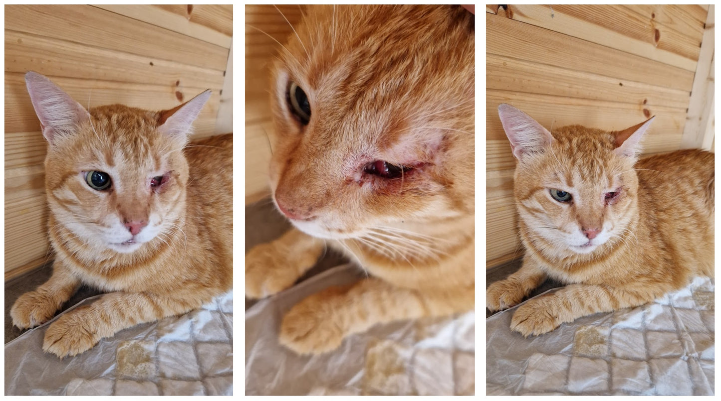 Veterinary Care - RUSTY