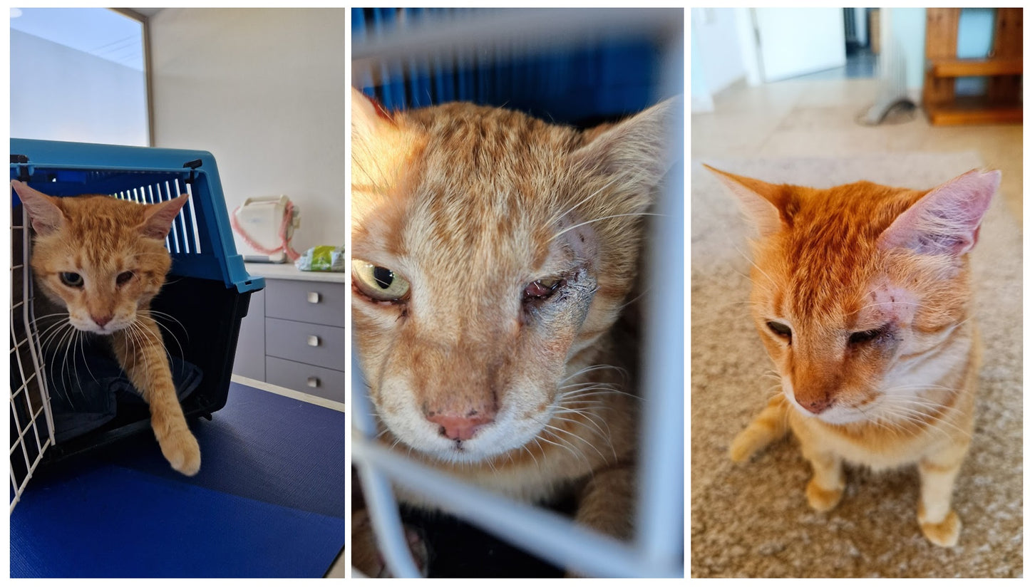Veterinary Care - RUSTY