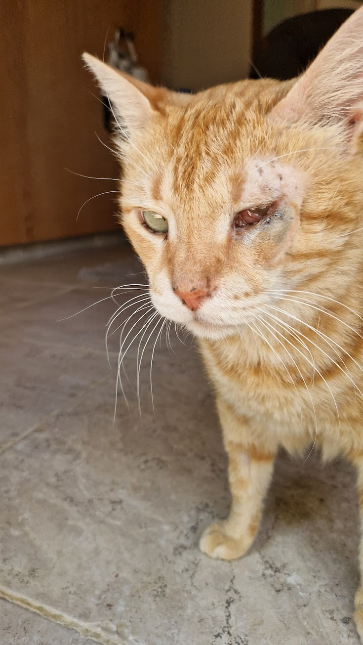 Veterinary Care - RUSTY