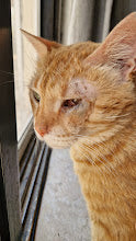 Veterinary Care - RUSTY
