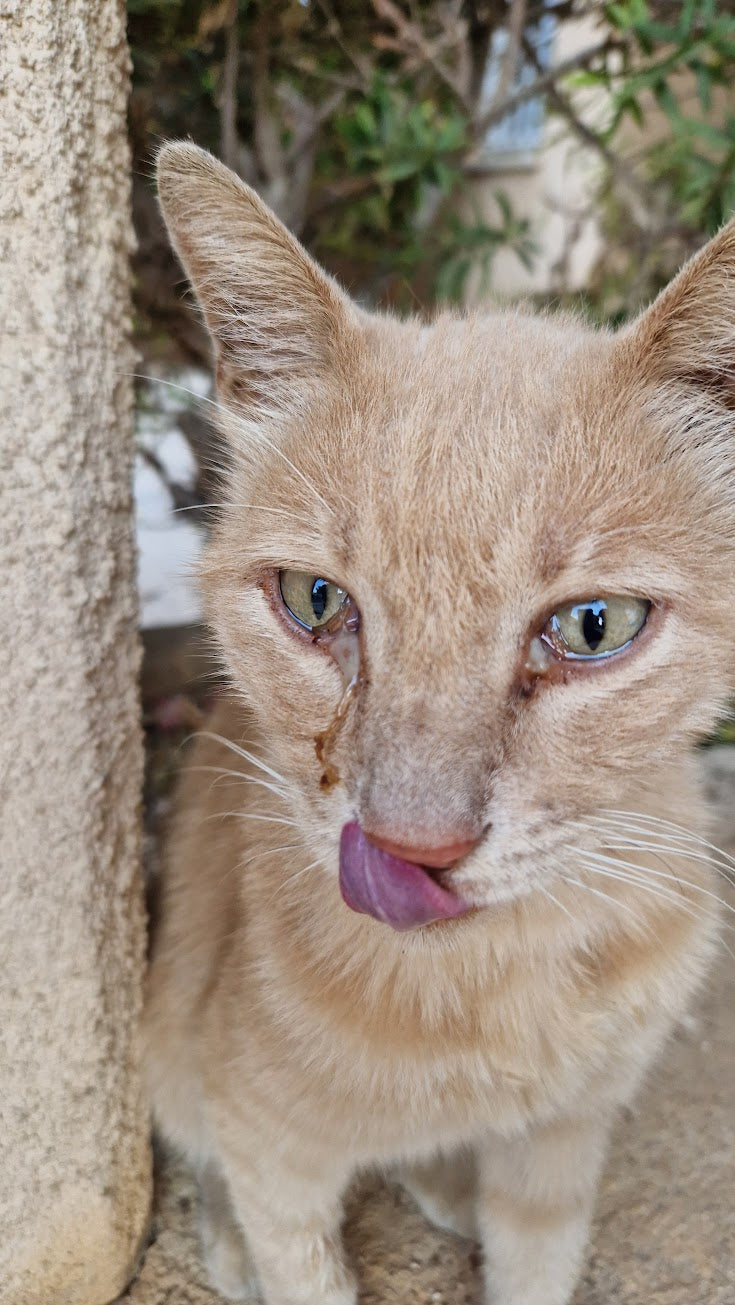 Veterinary Care - BEIGE