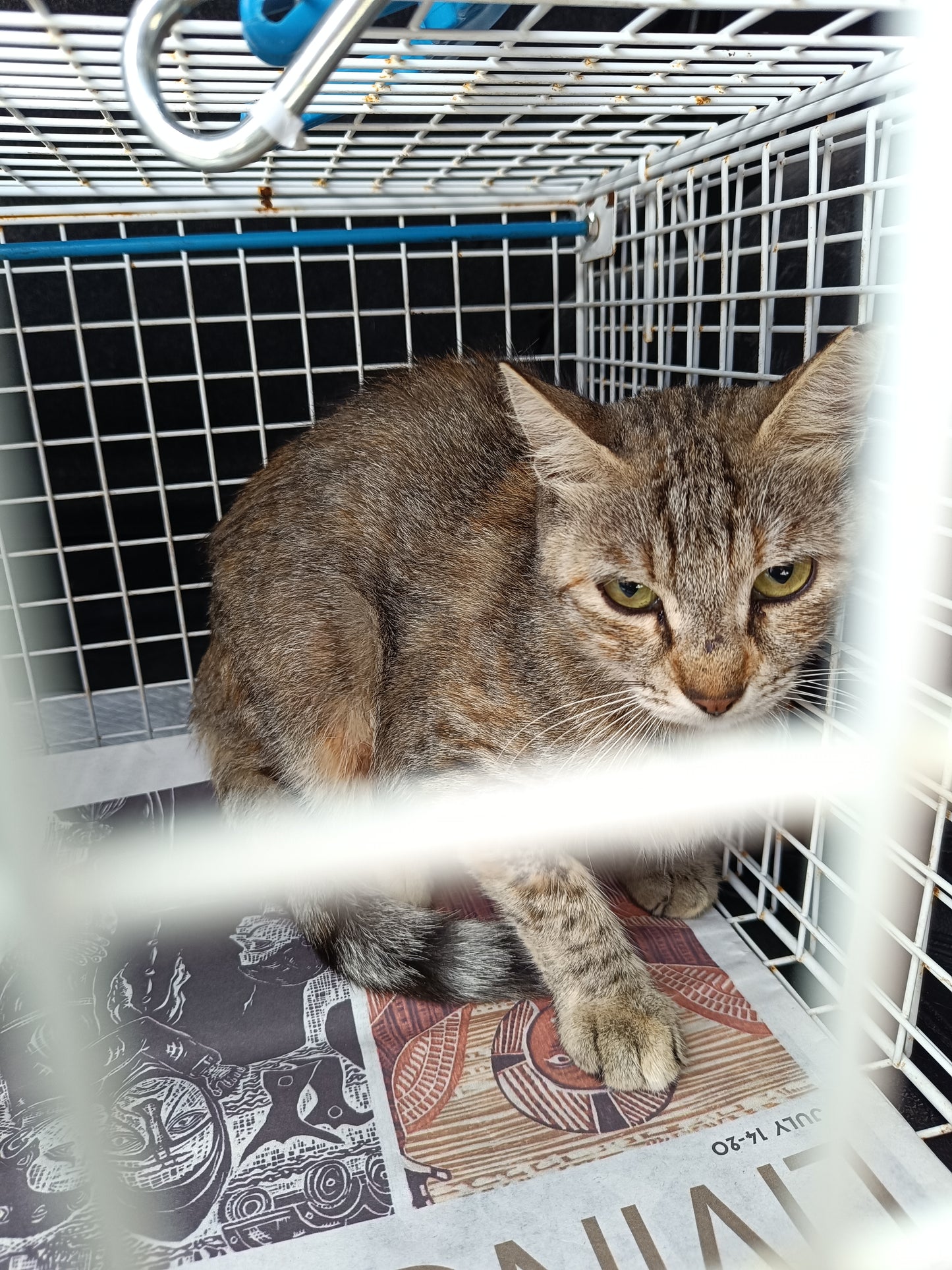 Female Neutering - EMBER