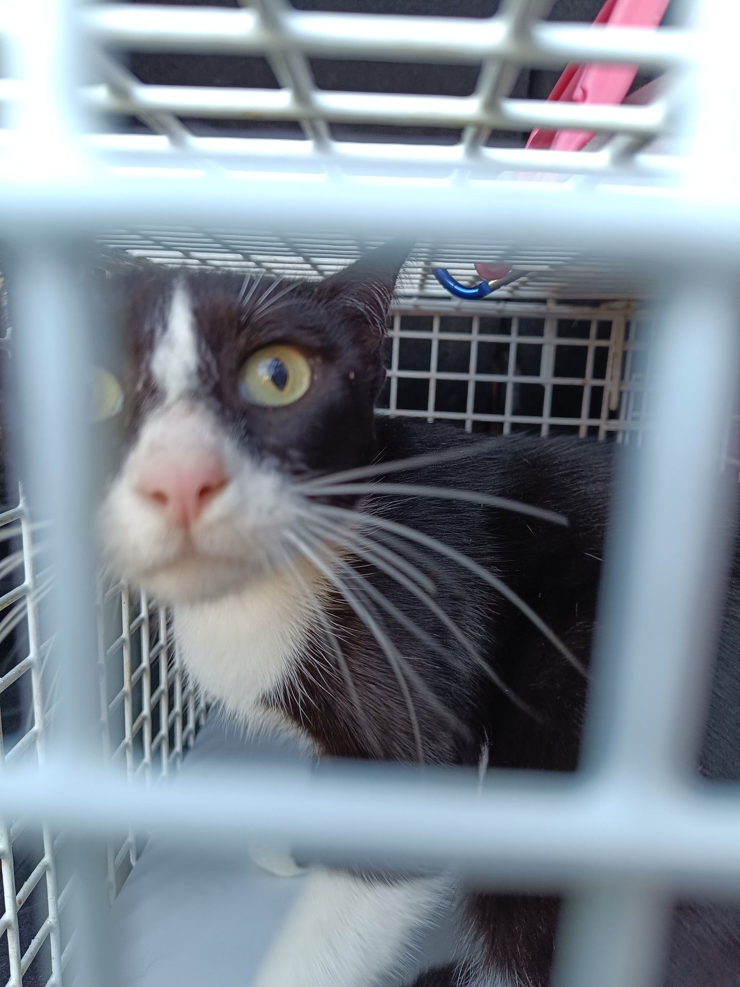 Female Neutering - HELEN