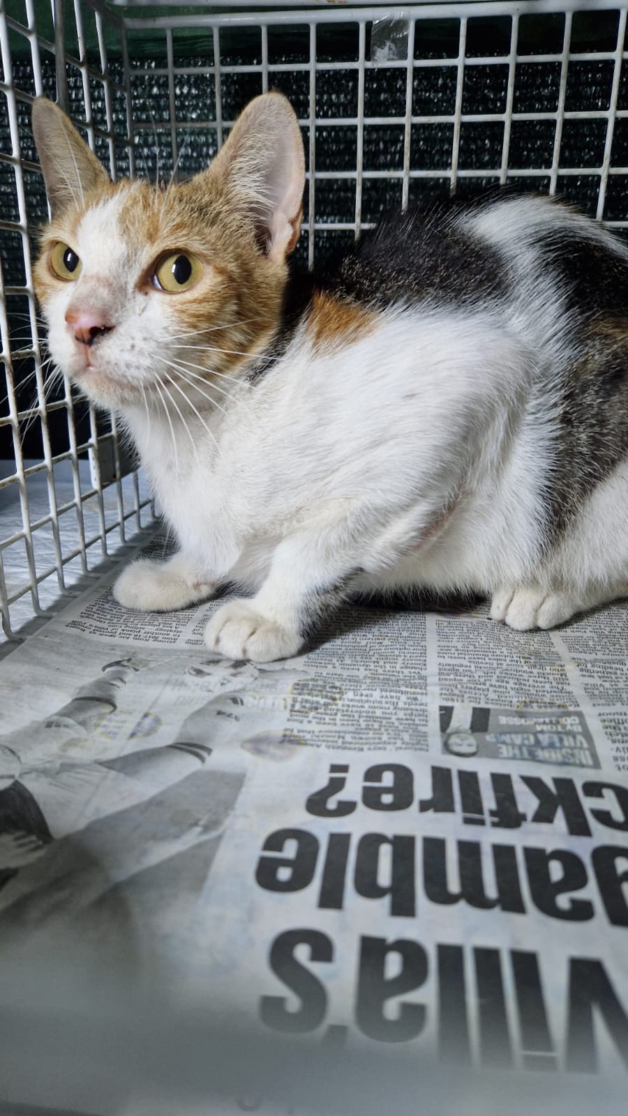 Female Neutering - POPPY
