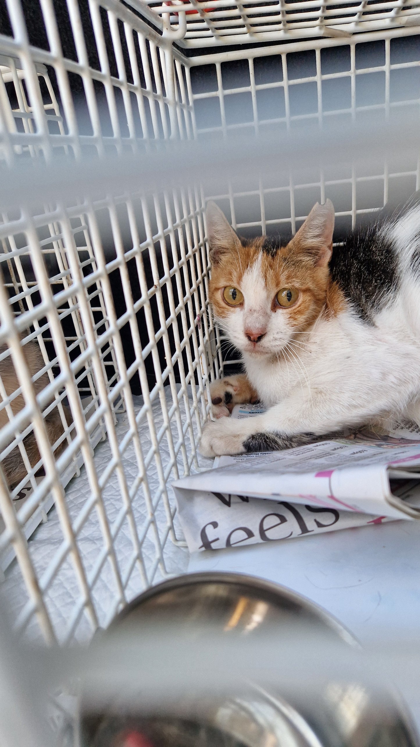 Female Neutering - POPPY
