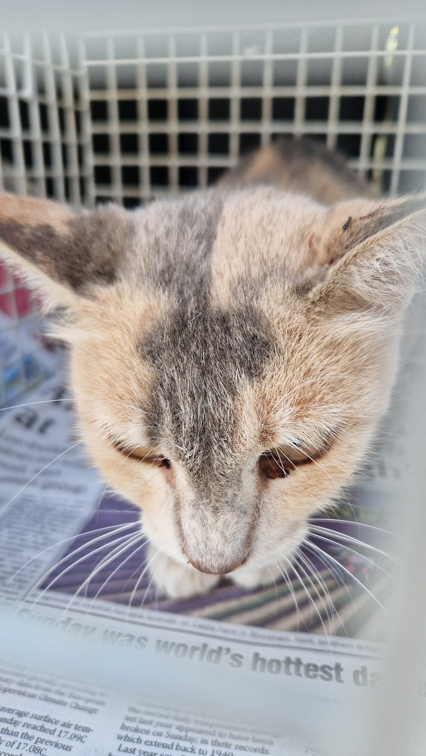 Female Neutering - STYLIE
