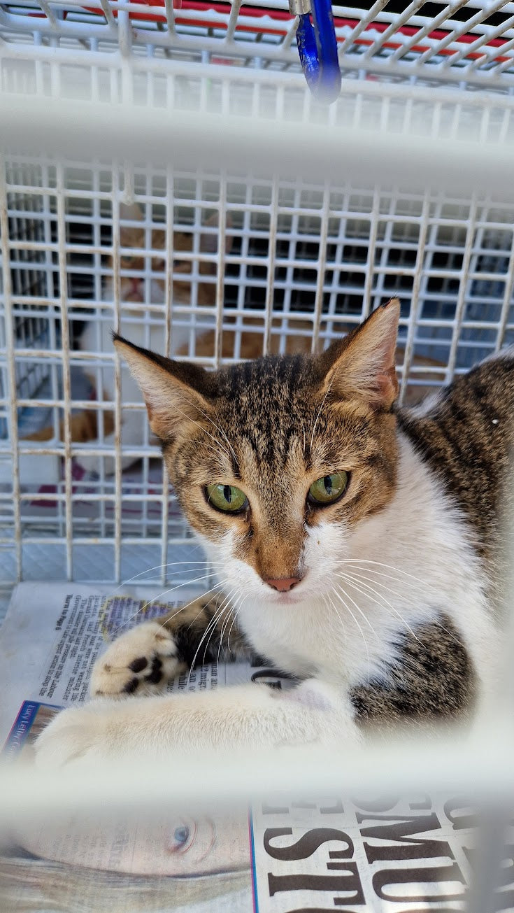 Female Neutering - LUNA