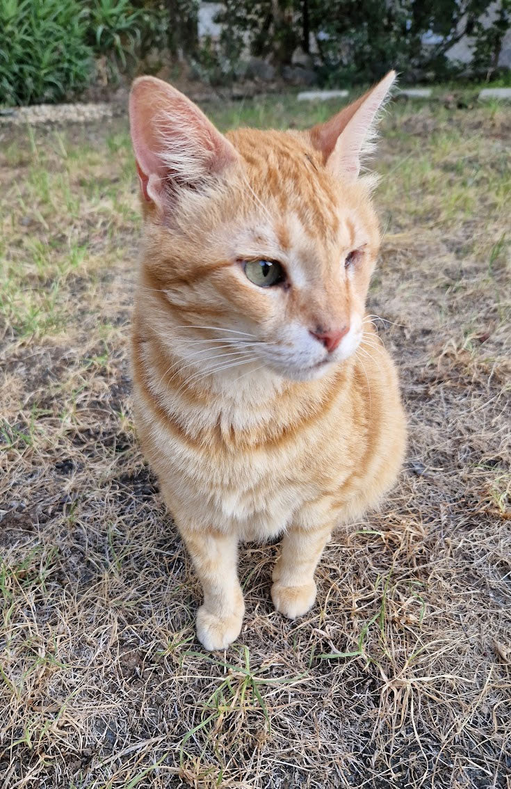 Veterinary Care - RUSTY