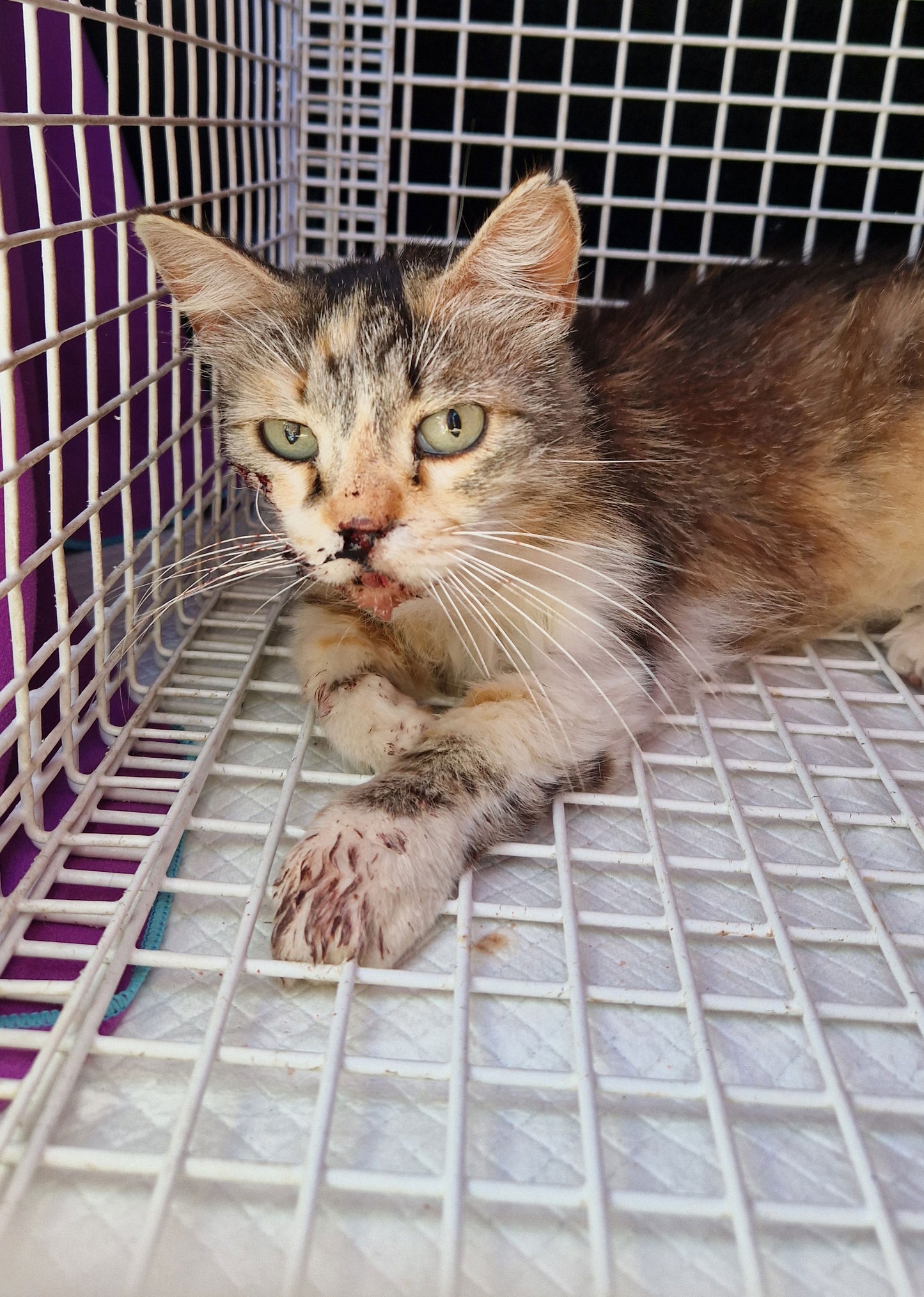 Veterinary Care - WIRE GIRL