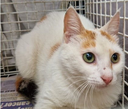 Female Neutering - 0120