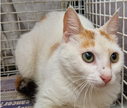 Female Neutering - 0120