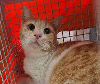Female Neutering - 0121