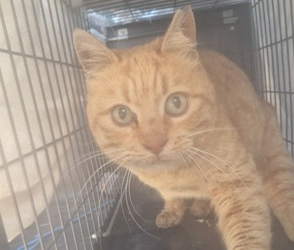 Female Neutering - 0122