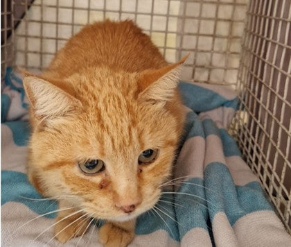 Male Neutering - 0123