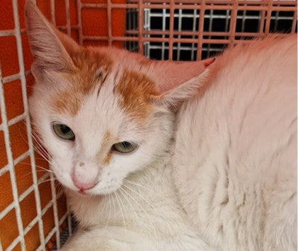 Female Neutering - 0124