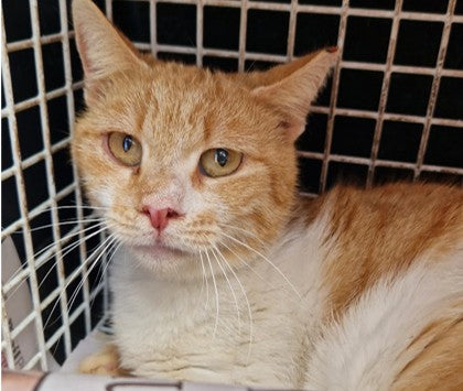 Female Neutering - 0125