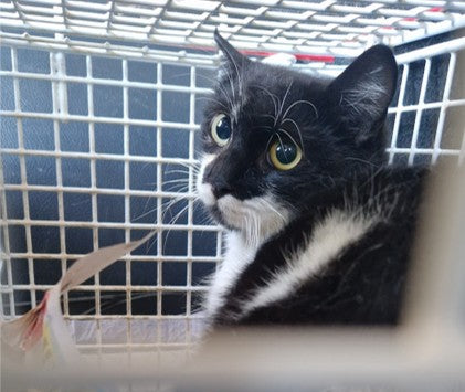 Female Neutering - 0126