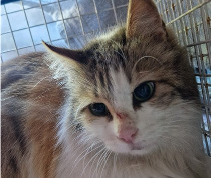 Female Neutering - 0127