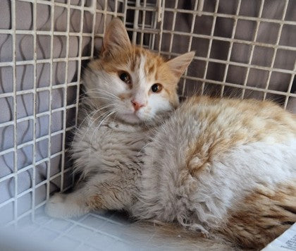 Female Neutering - 0128