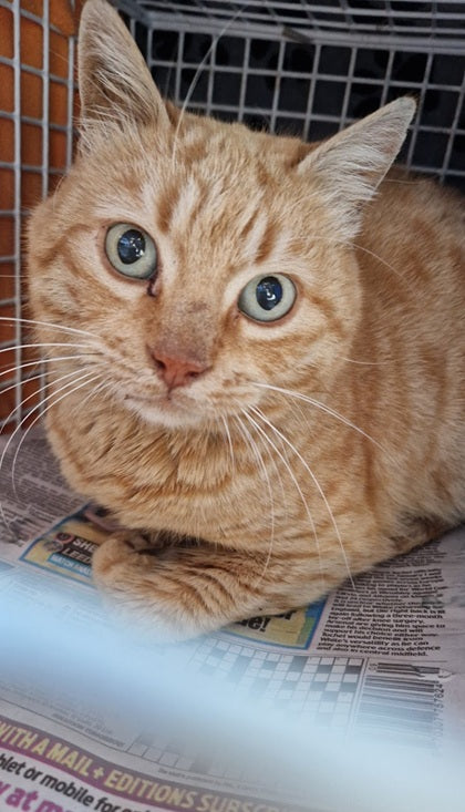 Female Neutering - 0111