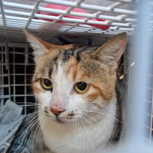 Female Neutering - 0077