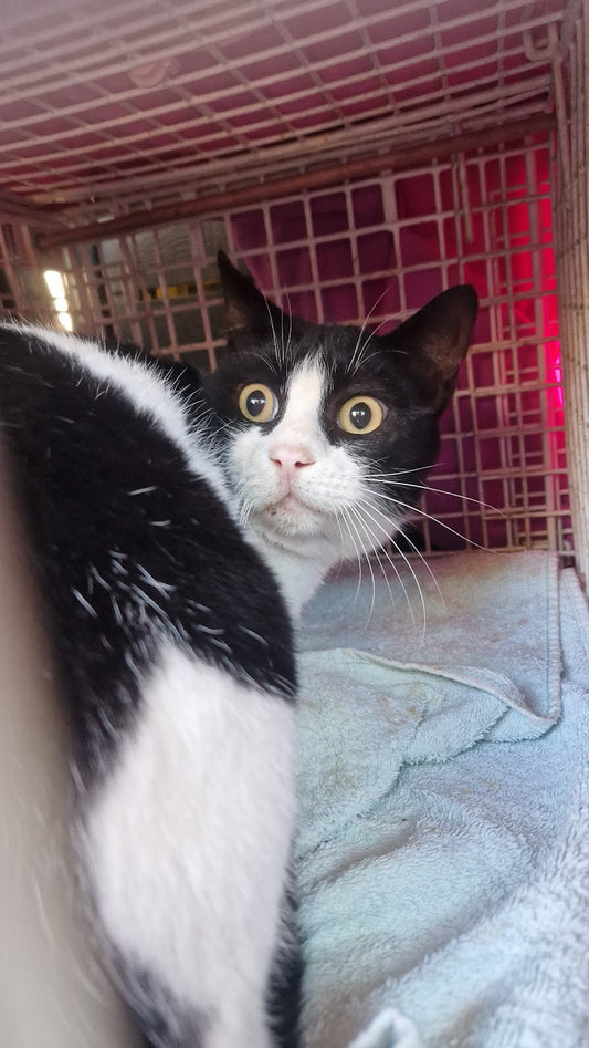 Female Neutering - 0078