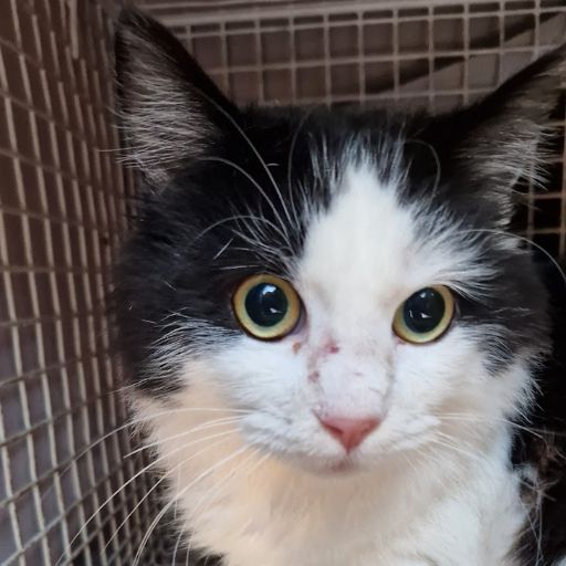 Female Neutering - 0079