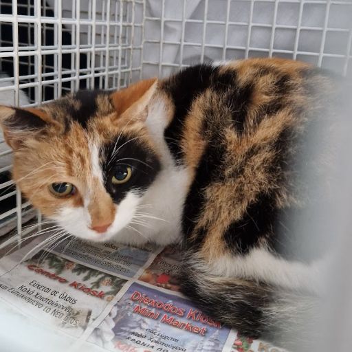 Female Neutering - 0080