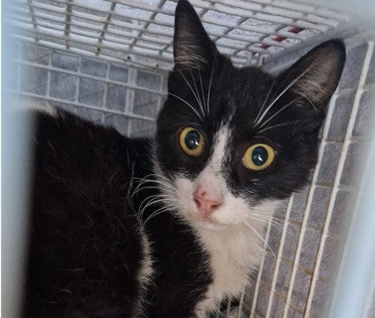 Female Neutering - 0129